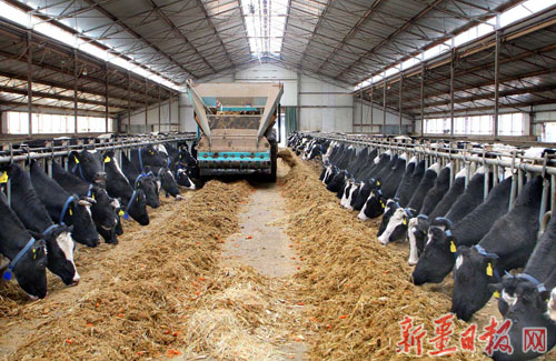 新疆喀什南达乳业奶牛场现代化养牛